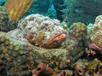 Intense Scorpionfish by David Gross 
